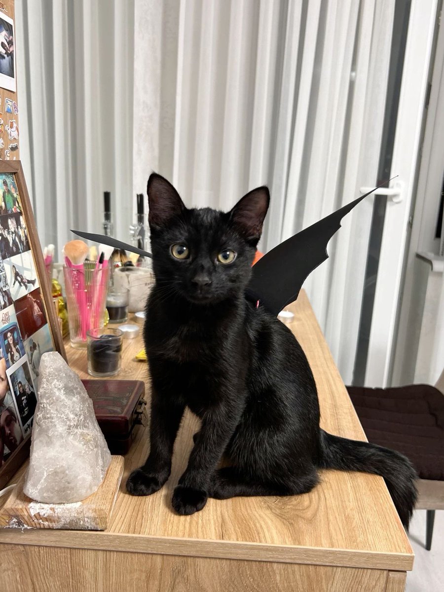 Black cats are not bad luck tweet media