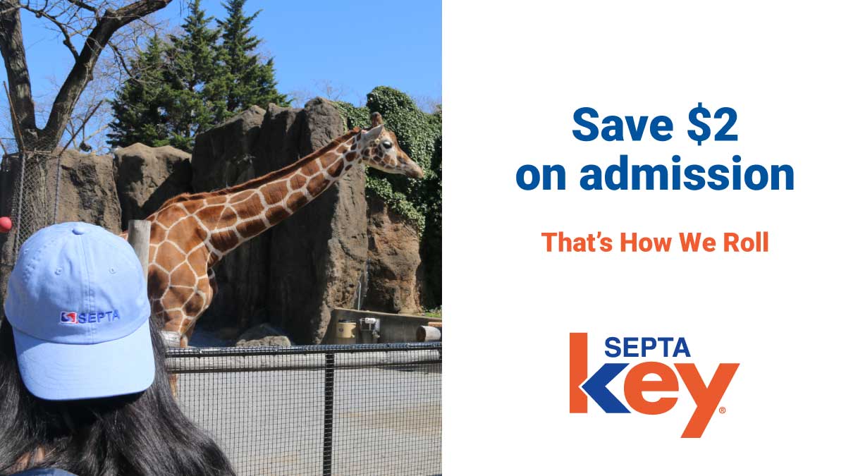 SEPTAPHILLY's tweet image. Perk Alert! Save $2 on admission to the @phillyzoo when you flash your SEPTA Key card 🦁: wwww.septa.org/perks/philadel…! #ISEPTAPHILLY #HowWeRoll #Perks