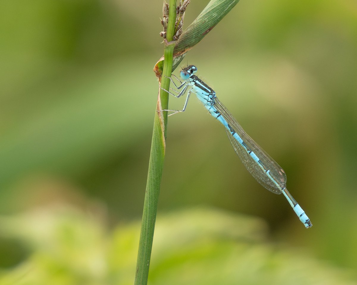 Jonathan Dodds (@_jdbirder) on Twitter photo The <a href="/Sandwichbirdobs/">SBBOT</a> speciality continues to spread! Sifting through Damselflies on Worth Marshes last week produced this Dainty Damselfly, first site record! They’re going from strength to strength in Kent <a href="/MarcHeathym007/">Marc Heath</a> The <a href="/Sandwichbirdobs/">SBBOT</a> speciality continues to spread! Sifting through Damselflies on Worth Marshes last week produced this Dainty Damselfly, first site record! They’re going from strength to strength in Kent <a href="/MarcHeathym007/">Marc Heath</a>