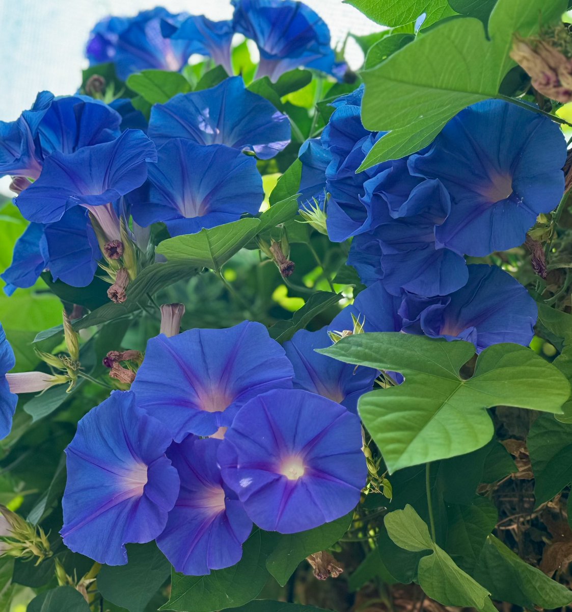 EclecticIris's tweet photo. Beautiful start to a Monday #BlueMonday #BlueBlooms #MorningGlories #PeakSummer #SummerBlooms #flowerphotography #TrueBlue https://t.co/o0FKF8xjGN