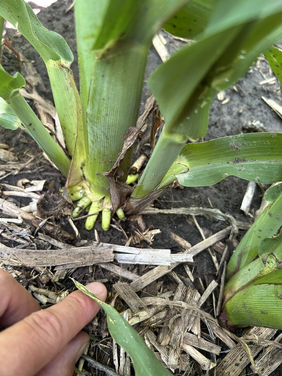 V12 corn moving right along. Rows pretty well closed &amp; brace roots extending. <a href="/AgriGold/">AgriGold</a>