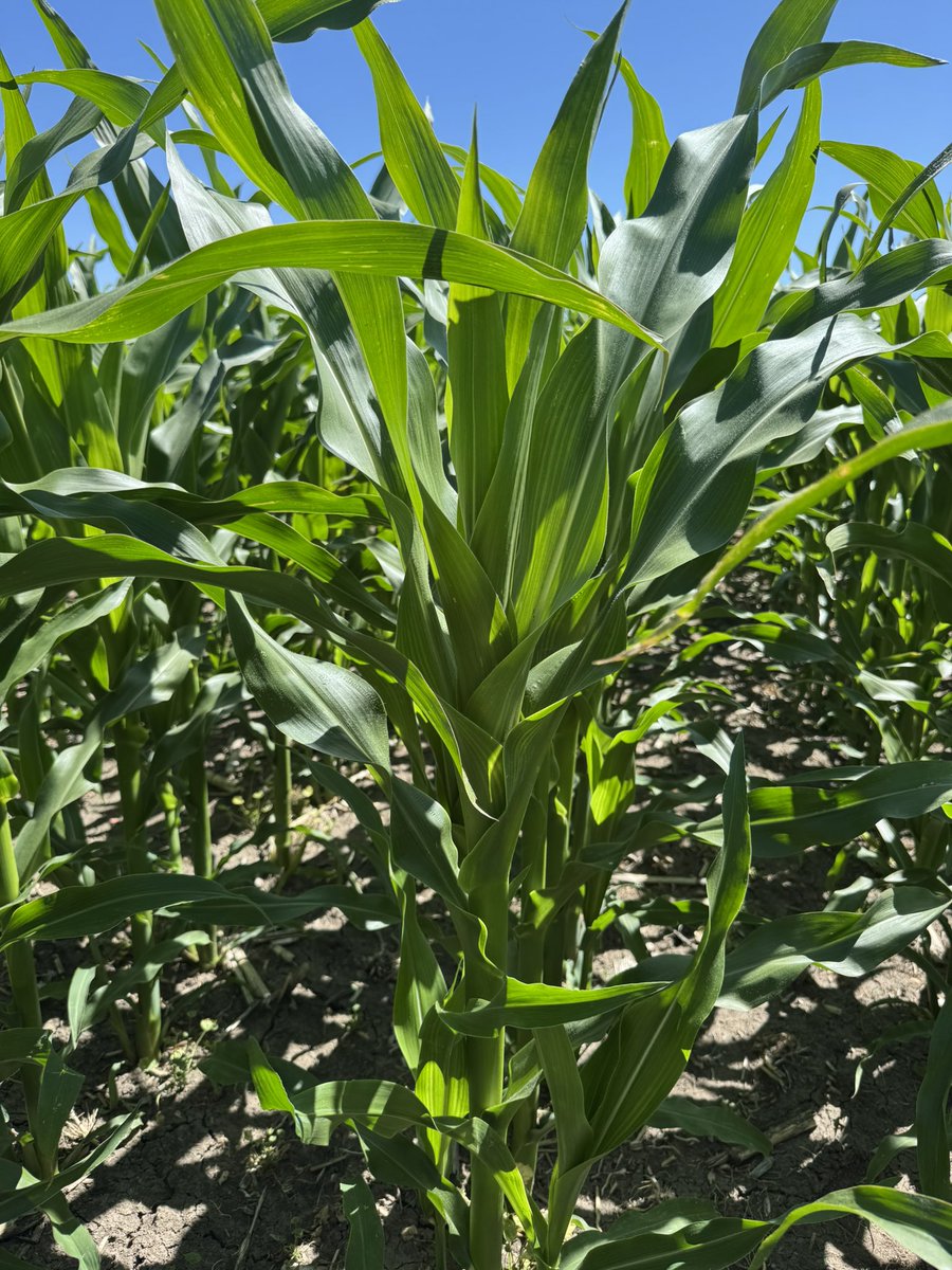 TH4678RR is a new variety that will be available this fall. This plot was planted April 26th. It got through some cold nights very well. Excited to see how many tonnes this puts up this fall! <a href="/Stampseeds/">Stamp Seeds 🌱</a>