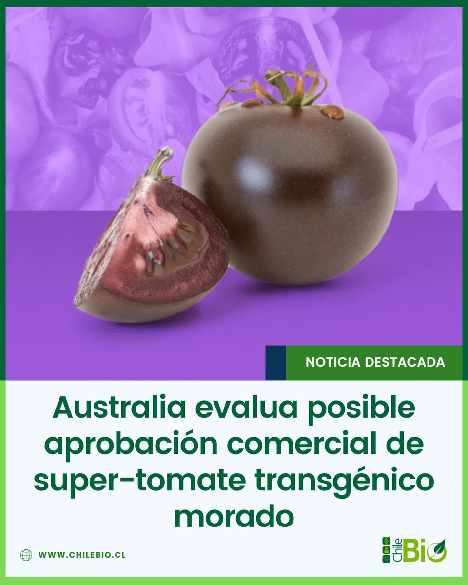 Una empresa australiana solicitó el cultivo comercial de #tomates morados #transgénicos, ricos en antioxidantes saludables. Hasta ahora solo hay 5 cultivos GM aprobados localmente; de aprobarse, los 🍅 se producirían en invernaderos de Queensland.

bit.ly/4erdnnH