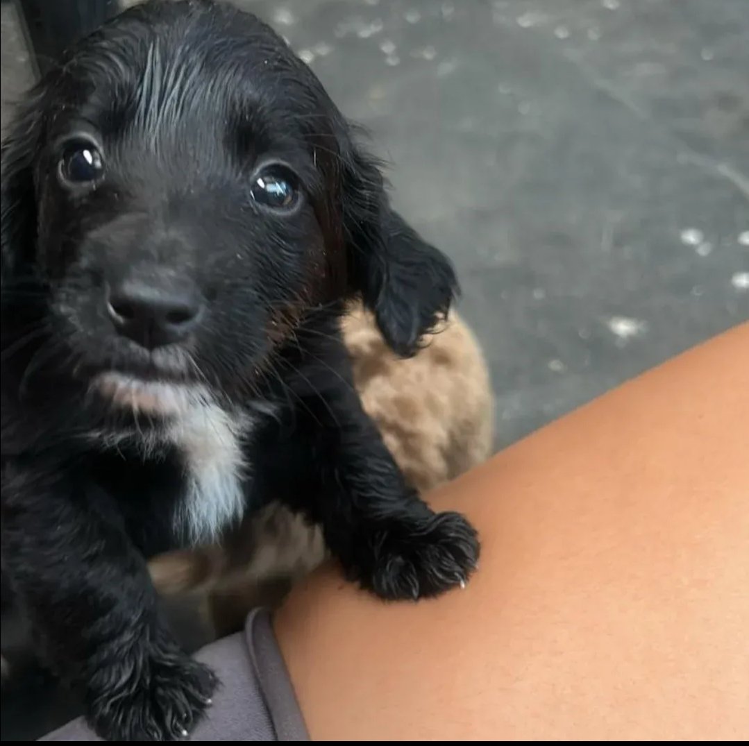 #founddog 2 x Spaniel type puppies, both male, found asleep in a bucket in Minster-on-Sea. 

They aren't chipped.

If you recognise either of these pups, please contact SBC on 01795 417850. 

Proof of ownership will be required before they can be released.