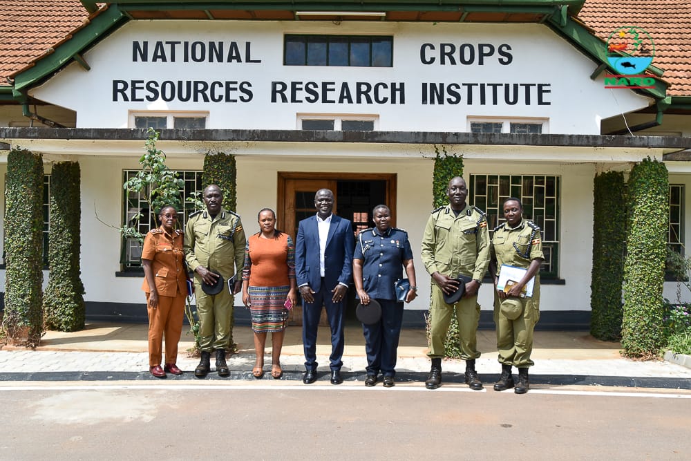 NARO-NaCRRI-Namulonge (@naro_nacrri) on Twitter photo NaCRRI was honored to host a #delegation from the #Uganda #Police Force's #Senior #Command and Staff College, Bwebajja, for a #strategic & awareness engagement.
This event marks an important step toward #strengthening institutional #collaboration & #partnership
<a href="/PoliceUg/">Uganda Police Force</a> NaCRRI was honored to host a #delegation from the #Uganda #Police Force's #Senior #Command and Staff College, Bwebajja, for a #strategic & awareness engagement.
This event marks an important step toward #strengthening institutional #collaboration & #partnership
<a href="/PoliceUg/">Uganda Police Force</a>