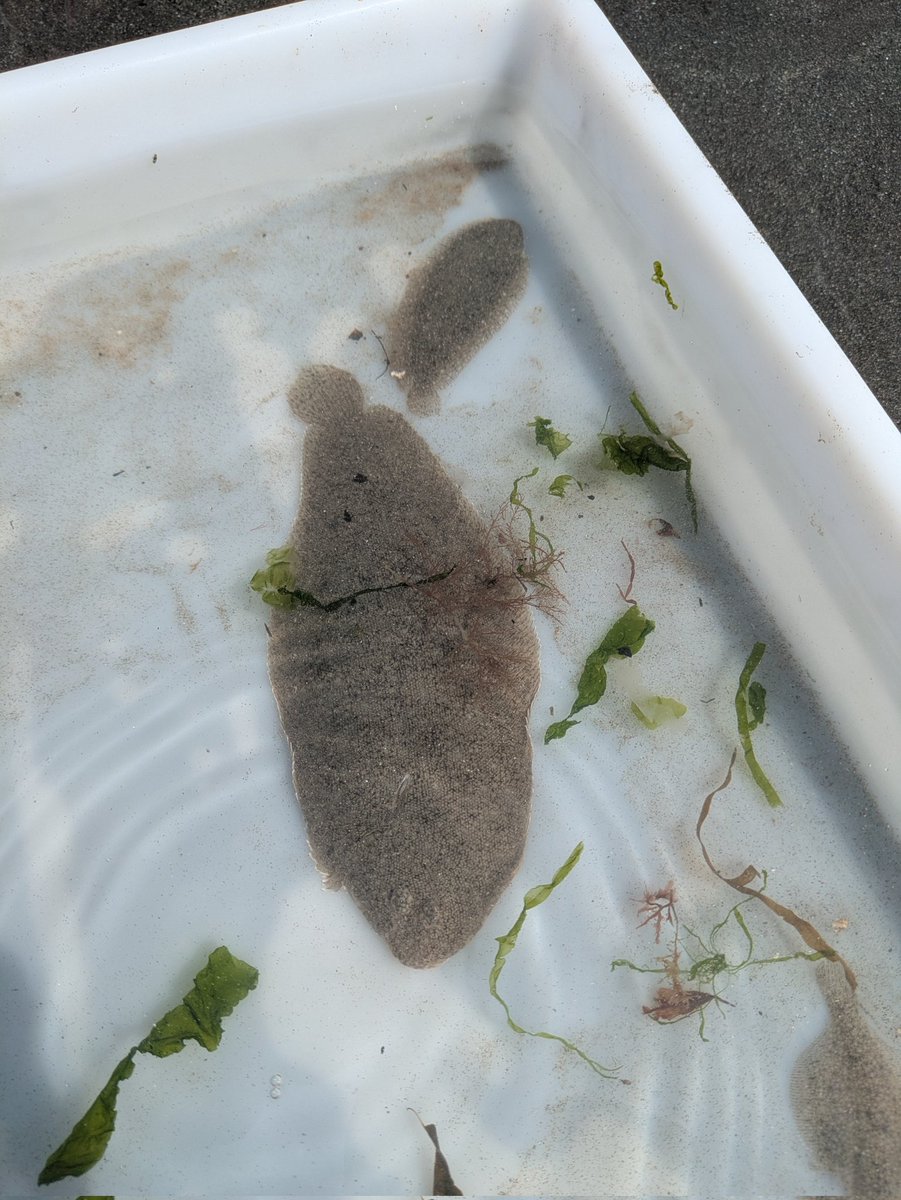 darwincentre's tweet image. A great day beach cleaning and netting with year 4 from @penrhyndewi, part of their residential with @UrddSirBenfro! Pupils loved push netting and seine netting, finds included jellyfish, flat fish, shrimp, crabs and a weever fish! #STEMfieldtrip #MarineBiology