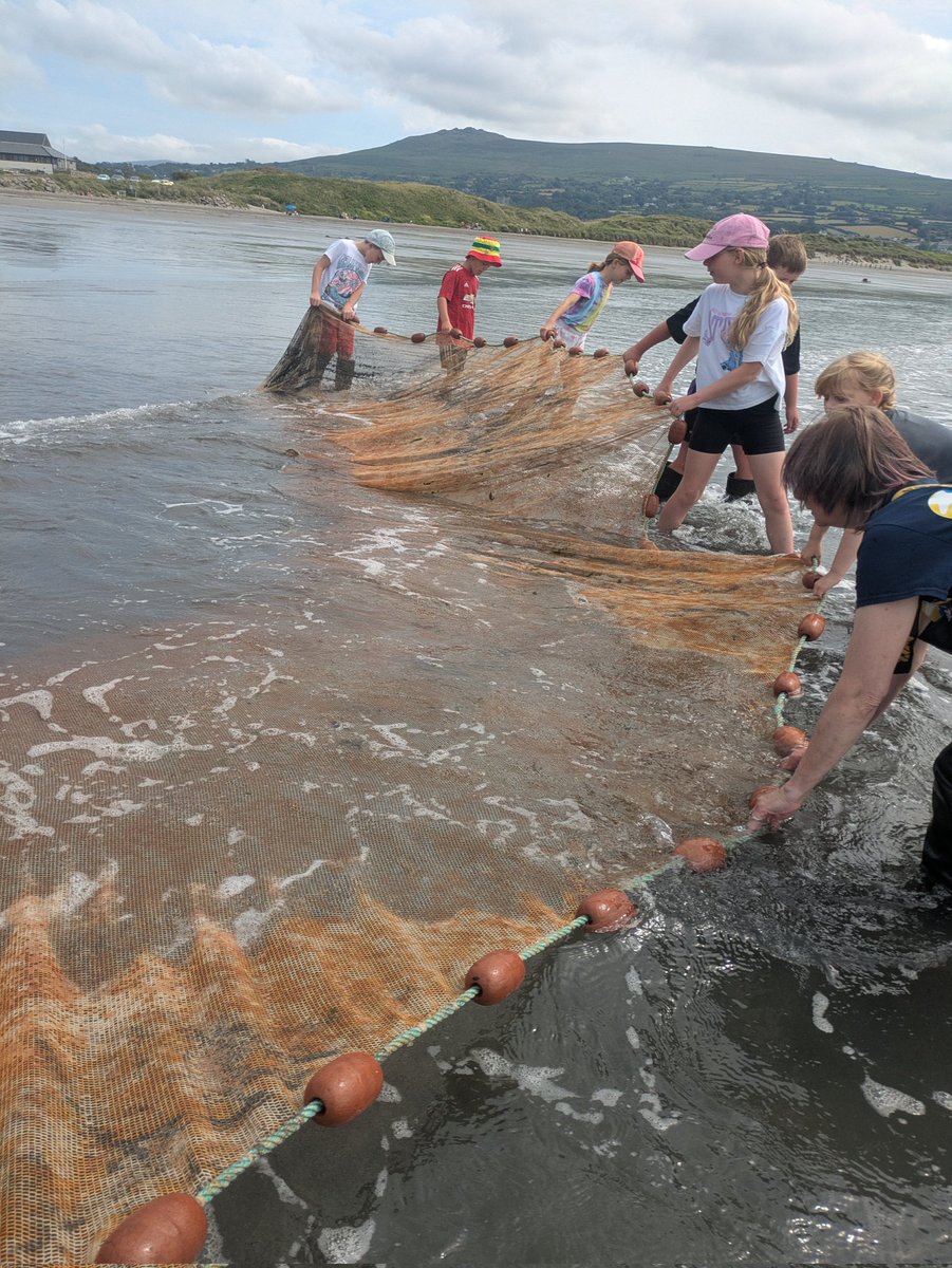 darwincentre's tweet image. A great day beach cleaning and netting with year 4 from @penrhyndewi, part of their residential with @UrddSirBenfro! Pupils loved push netting and seine netting, finds included jellyfish, flat fish, shrimp, crabs and a weever fish! #STEMfieldtrip #MarineBiology