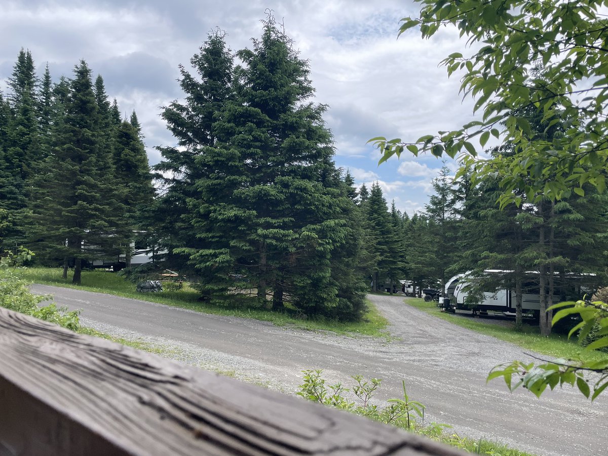 EmylimeNeonight's tweet image. I touched grass! 🦙 And an Alpacka ate it!