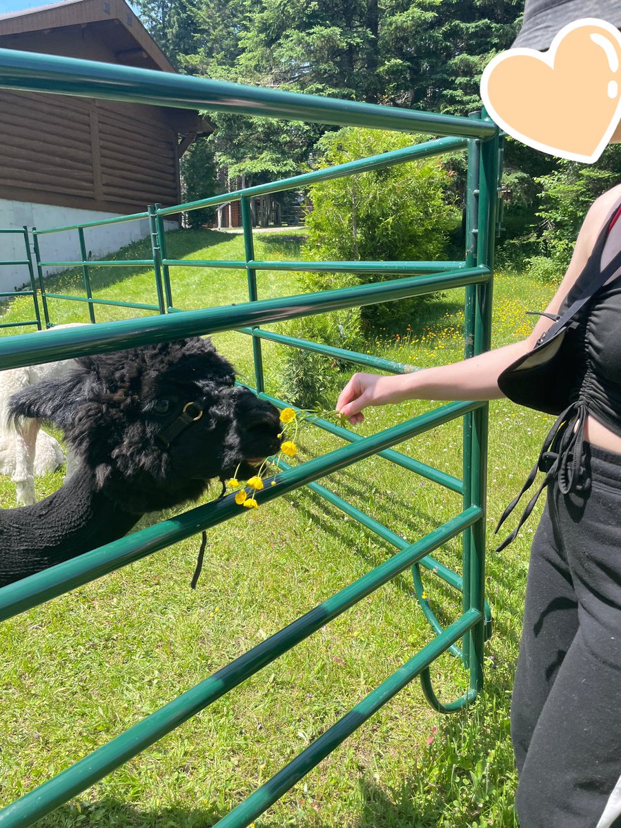 EmylimeNeonight's tweet image. I touched grass! 🦙 And an Alpacka ate it!