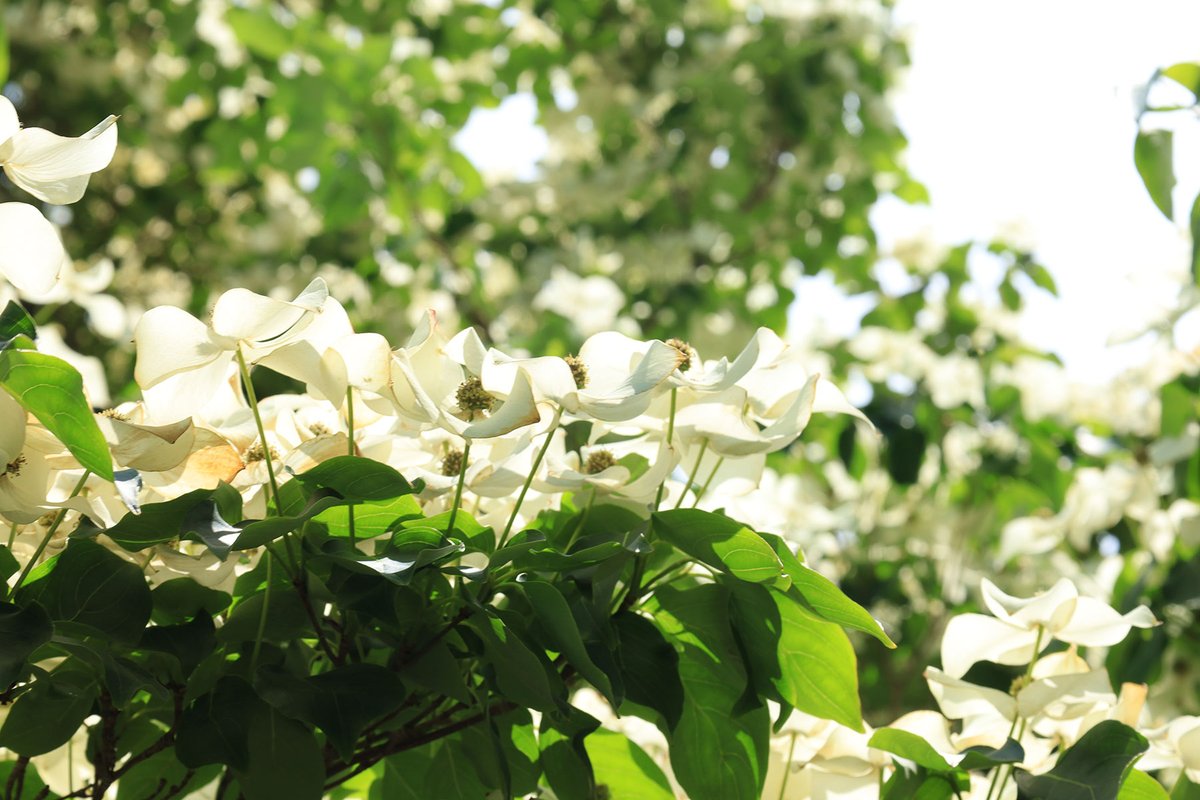 brown_alumni's tweet image. Sometimes the simple beauty of campus just stops us in our tracks.
Can you guess the name of this flowering tree near Friedman Hall?
#SceneAtBrown
