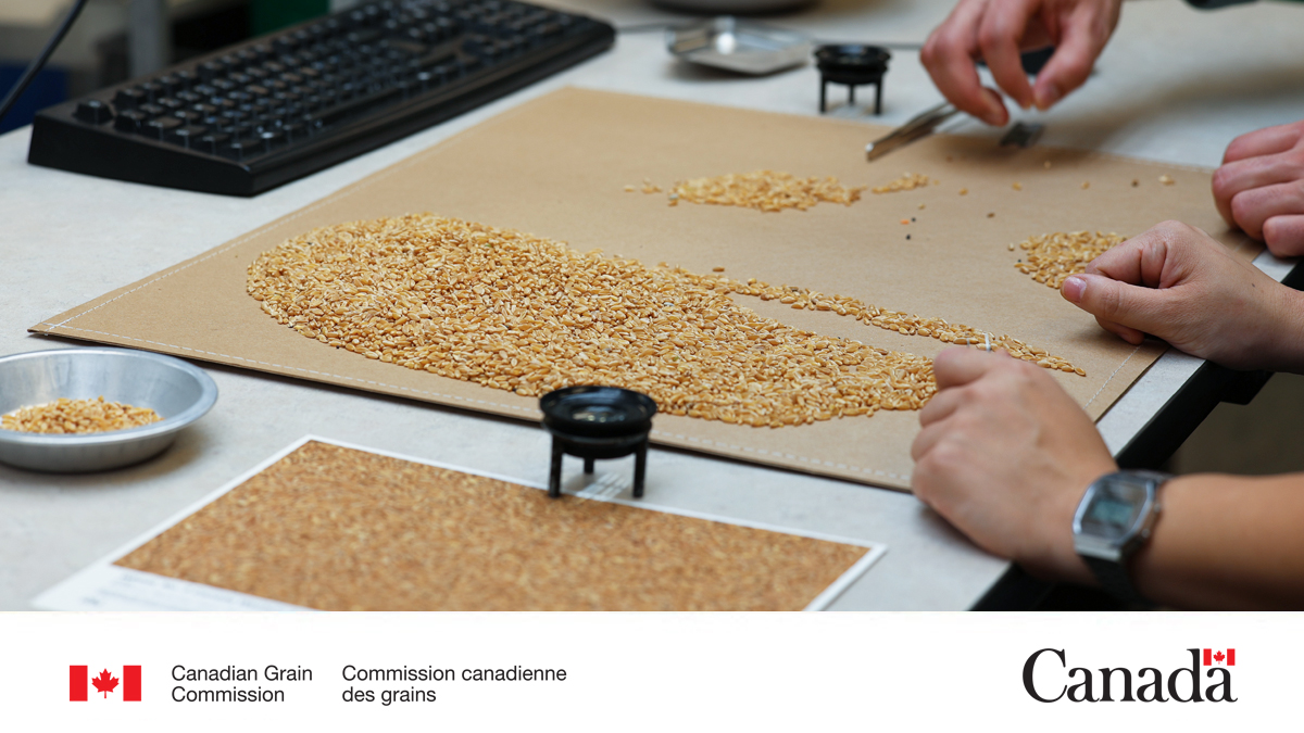 Some changes are coming to our Official Grain Grading Guide, effective July 1, 2025. See the full list of changes: ow.ly/lJKr50WiqGQ