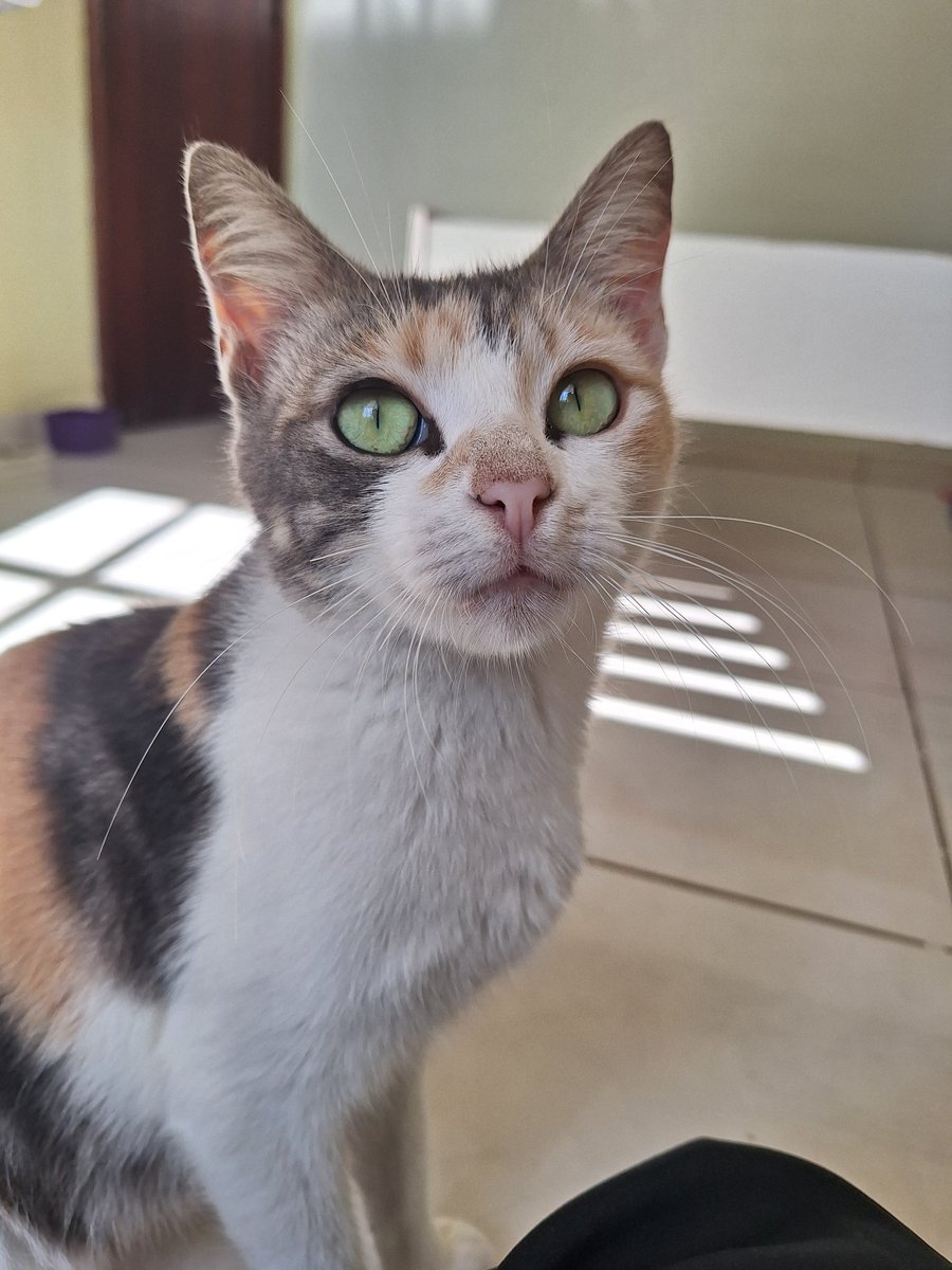 ekaralh0's tweet photo. GALERA DE CG:
GATA PARA ADOÇÃO RESPONSÁVEL!!

Essa é Joelma. https://t.co/iqzX33j5KA
