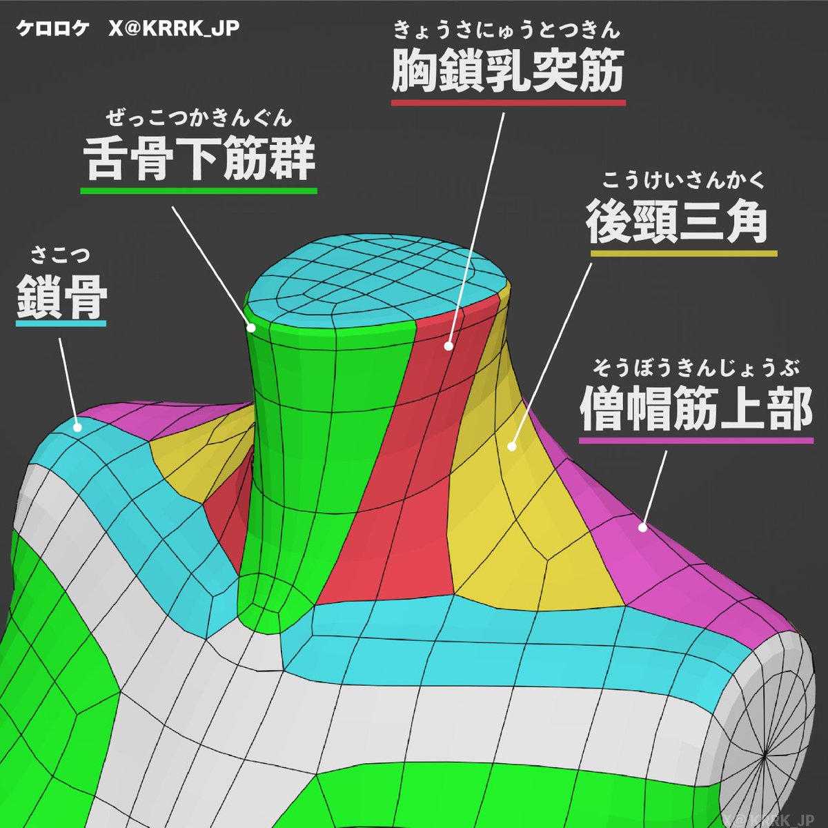 KRRK_JP's tweet image. 毎日投稿 トポロジーTips（7/10）

美術解剖学
#blender #3DCG #anatomy