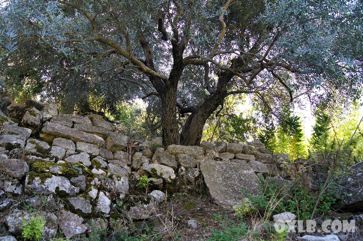 onefineart's tweet photo. In Habil, I met such simple and kind people... At one point, you can feel you're living in Lebanon during 1974... An olive tree and Volkswagen Beetle whispered to me Ahla w Sahla... https://t.co/RW4IaKGHH1
#habil #habeel #kindpeople #simplepeople #lebanon #oldlebanon #volkswagen #whisper #ahlawsahla #olivetree