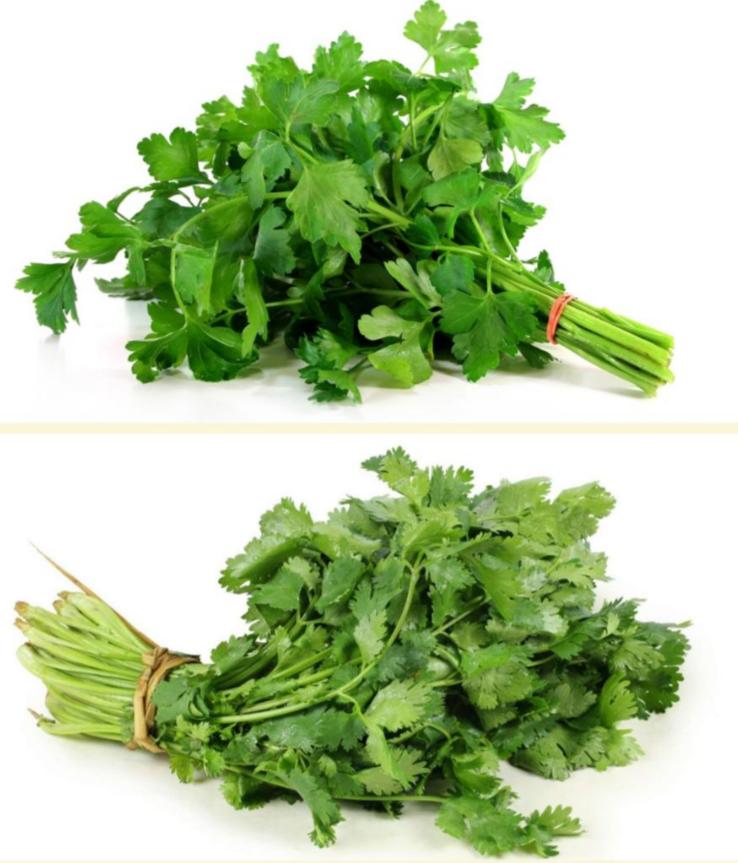 Чтобы прекратить споры по поводу отличается ли кинза от петрушки выкладываю инфотвит. Вот, пожалуйста, кинза и петрушка. Они же совершенно разные.