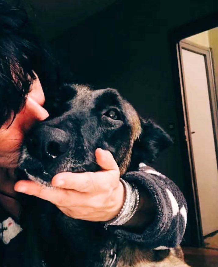 LA PARTIE LA PLUS DIFFICILE D'AVOIR UN CHIEN
La partie la plus difficile d'avoir un chien n'est pas celle que l'on croit.
Ce n'est pas de devoir se lever tôt, même quand il fait froid, même sous la pluie, même quand on a sommeil ou tout simplement pas envie. Ce n'est pas de