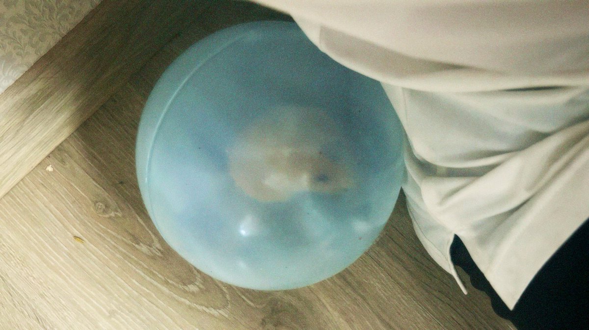 Я випускаю його погуляти по хаті, а він все одно залишається біля мене.( моя лапуля