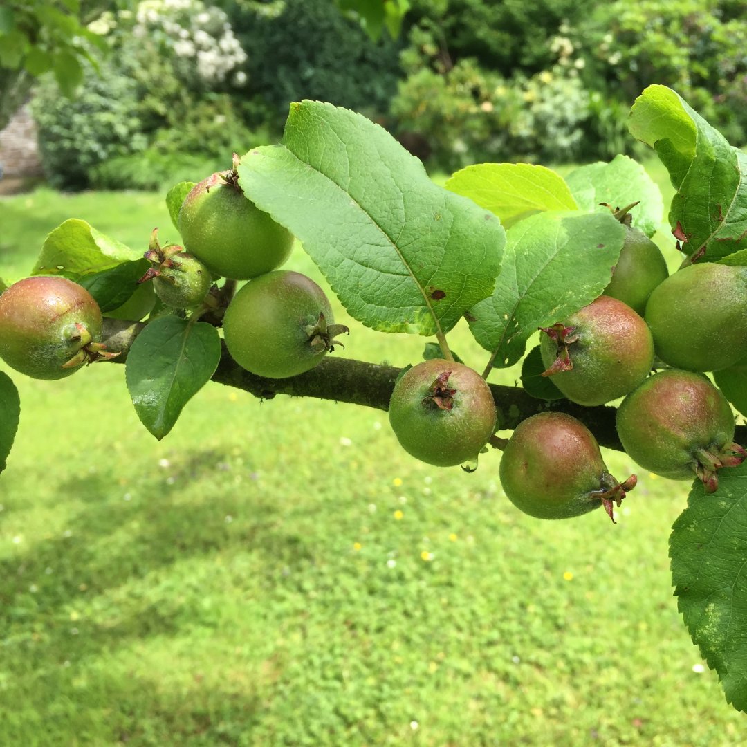 foweyvalley's tweet photo. This week's sunshine is the perfect start to the growing season at our apple orchards 🍏 We're now busy as ever, crafting our ciders the traditional way, using only fresh West Country apples!

Shop our award-winning ciders here: https://t.co/vhPRF4Od9d https://t.co/4IC7tscjCe