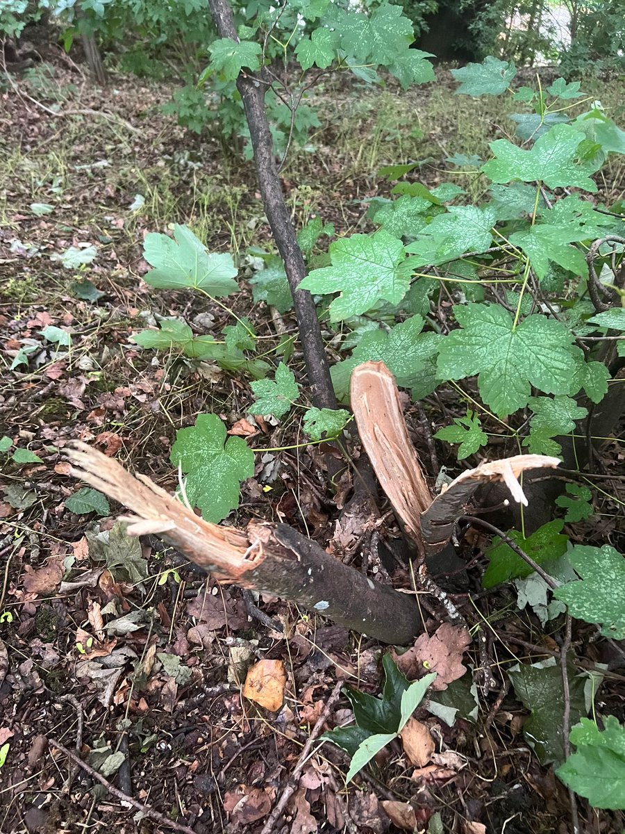 Terry Abraham tweet media