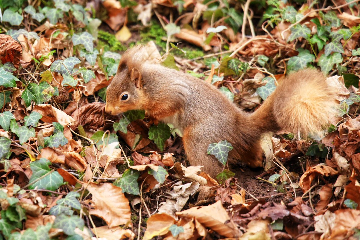 Terry Abraham tweet media