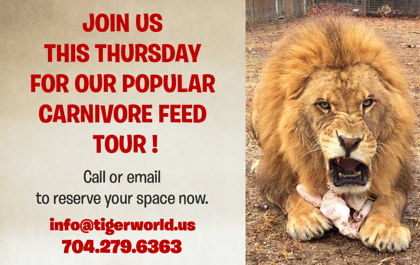 Tiger World tweet media