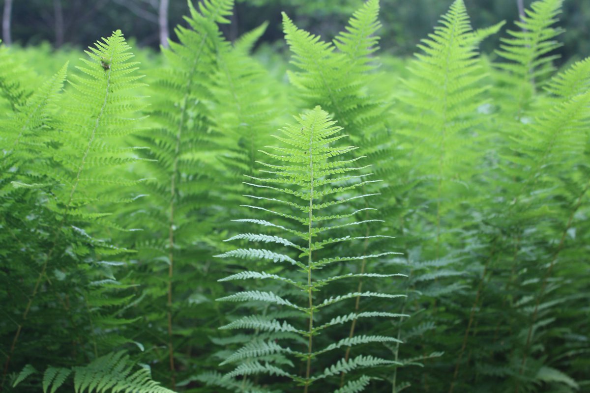 colleen_cronin's tweet image. Pics from a Richmond hike last week that didn't make it into the story... #haysentedfern #holdontightspidermonkey #forksORlittlerhody