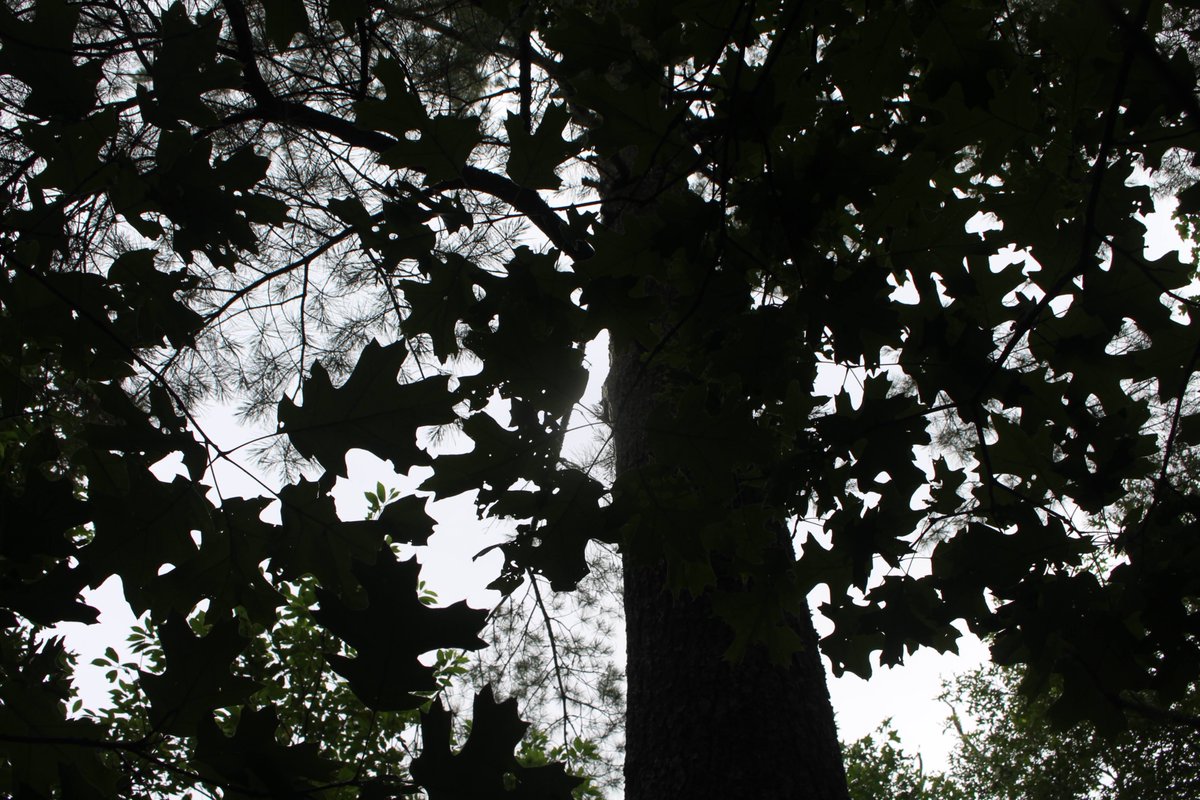 colleen_cronin's tweet image. Pics from a Richmond hike last week that didn't make it into the story... #haysentedfern #holdontightspidermonkey #forksORlittlerhody