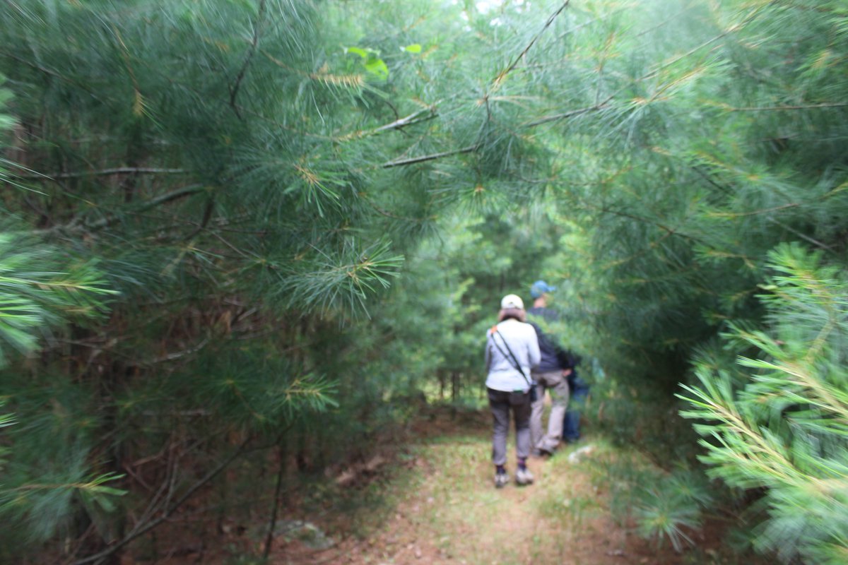 colleen_cronin's tweet image. Pics from a Richmond hike last week that didn't make it into the story... #haysentedfern #holdontightspidermonkey #forksORlittlerhody