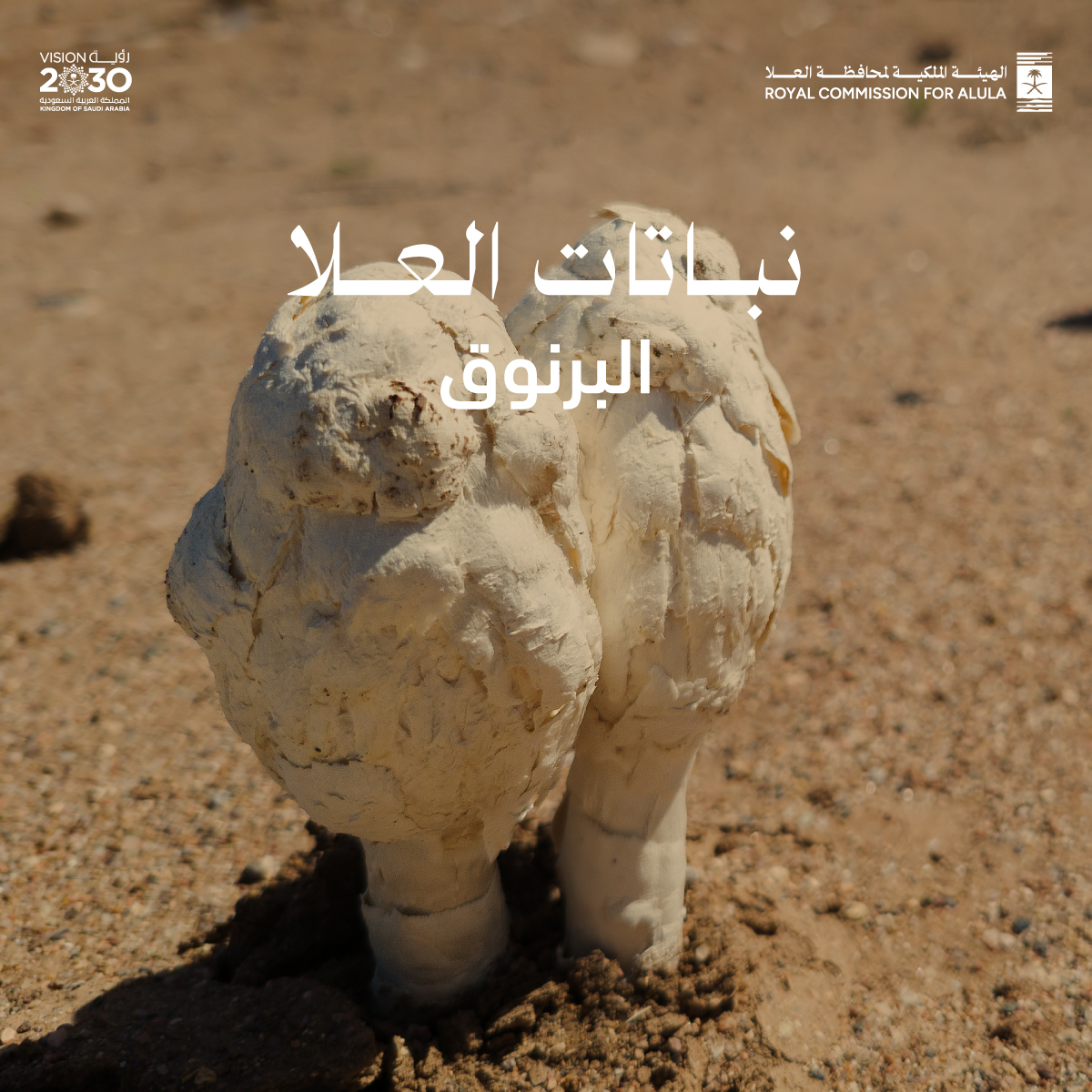 RCU_SA's tweet photo. البرنوق: نبتة تنمو في أعقاب المطر
بشكله الذي يشبه الفطر ونموه المرتبط بهطول الأمطار، يُضفي البرنوق طابعًا فريدًا على بيئة #العلا. يزدهر في التربة الرملية والطينية، وتُثري نكهته بعض الأطباق المحلية، نبتة تجسّد العلاقة المتناغمة بين الإنسان والطبيعة.
#نباتات_العلا https://t.co/pnBLnBT0CQ
