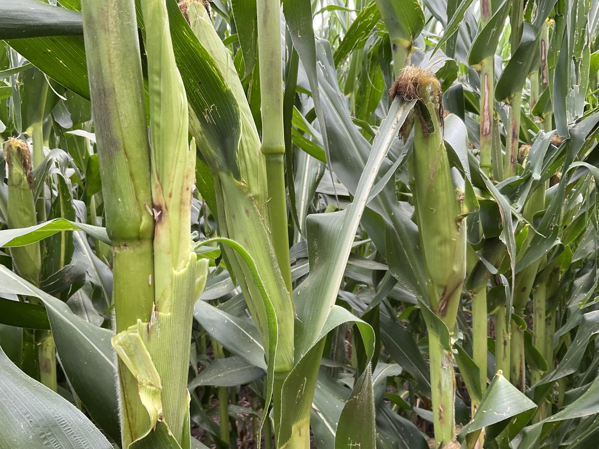 More hail in the area the past several systems.  Be sure to evaluate not just leaf area loss but also damage to stalks and more importantly developing ears.
Many adjustors do not take this into consideration.

We have seen in the past few seasons minor foliar damage has led to