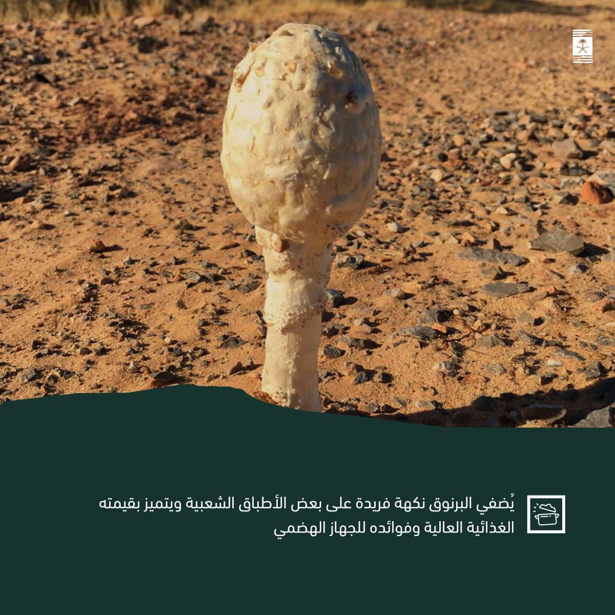 البرنوق: نبتة تنمو في أعقاب المطر
بشكله الذي يشبه الفطر ونموه المرتبط بهطول الأمطار، يُضفي البرنوق طابعًا فريدًا على بيئة #العلا. يزدهر في التربة الرملية والطينية، وتُثري نكهته بعض الأطباق المحلية، نبتة تجسّد العلاقة المتناغمة بين الإنسان والطبيعة.
#نباتات_العلا