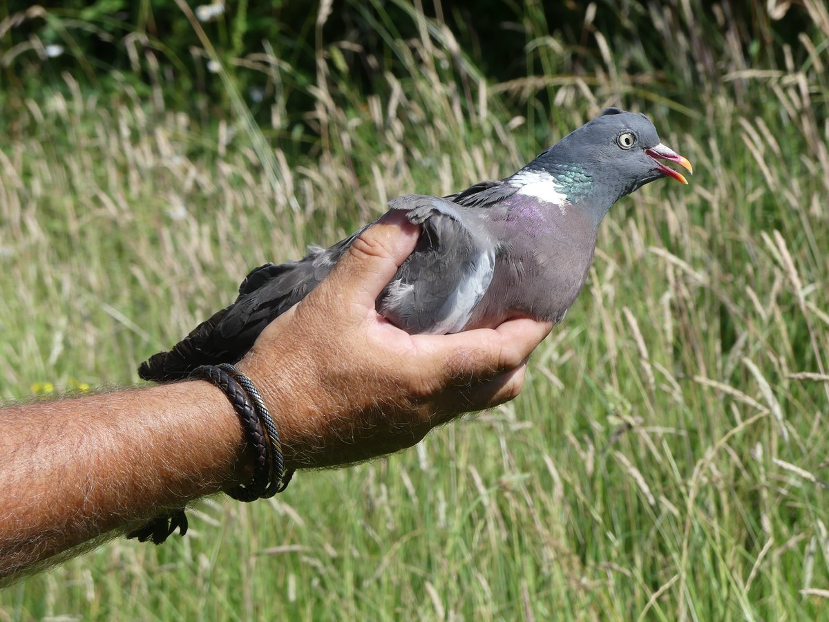 BirdIceni's tweet image. Monitoring at Ingoldisthorpe today resulted in 22 birds - a good mix, which help ZSL obtain samples from 13 birds as part of their research into Usutu virus. All samples taken under Home Office licence. @_BTO @N_Rivers_Trust @northnorfolk_cg