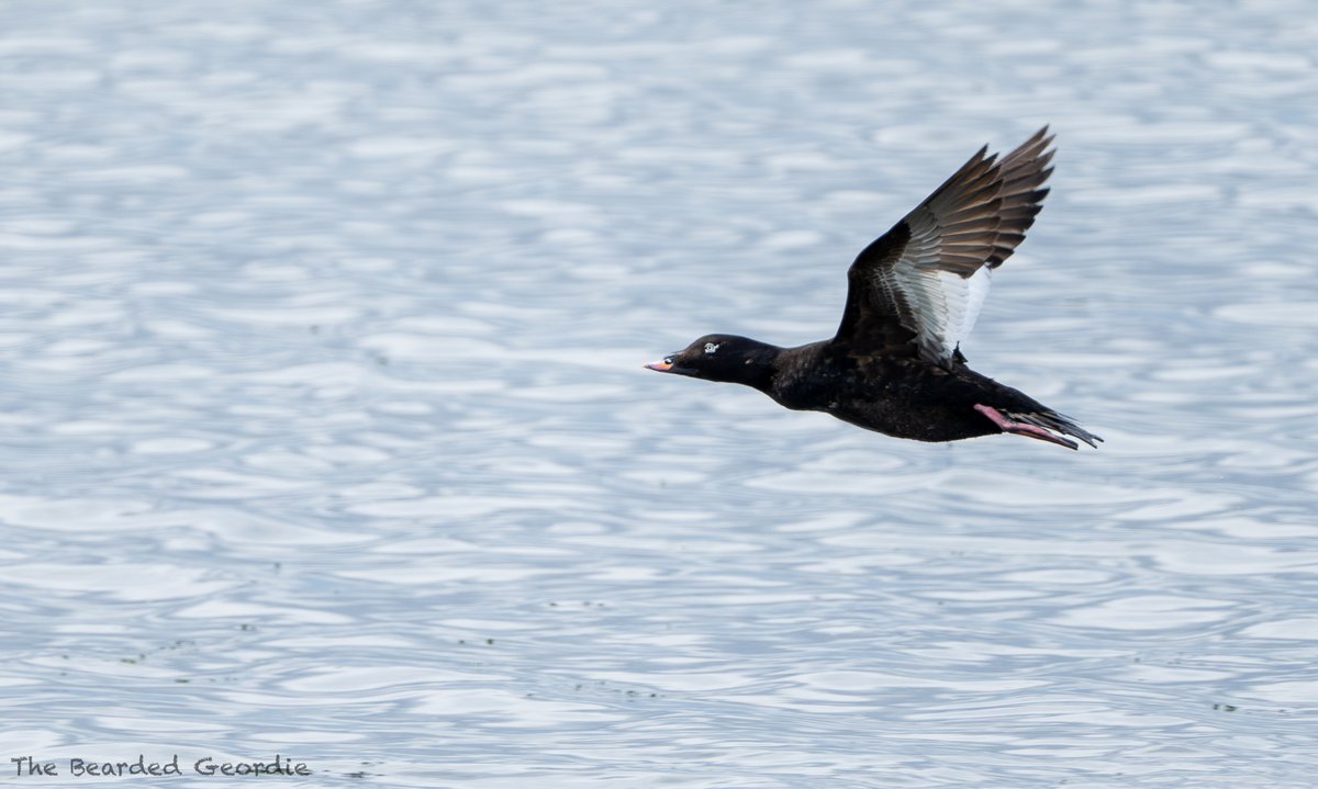 The Bearded Geordie 📷🦉 (@stevenfryerz9) on Twitter photo White-winged scoter my 9th lifer of the year ✔️high tide seems to be the best unfortunately I got there as tide was going out 🤦‍♀️had to wait until the tide started to rise again.
<a href="/birdinglothian/">Birding Lothian</a>
<a href="/BirdGuides/">BirdGuides</a>
<a href="/RareBirdAlertUK/">RareBirdAlertUK</a>
<a href="/aquilabirding/">MarcM381</a>
#UKbirding White-winged scoter my 9th lifer of the year ✔️high tide seems to be the best unfortunately I got there as tide was going out 🤦‍♀️had to wait until the tide started to rise again.
<a href="/birdinglothian/">Birding Lothian</a>
<a href="/BirdGuides/">BirdGuides</a>
<a href="/RareBirdAlertUK/">RareBirdAlertUK</a>
<a href="/aquilabirding/">MarcM381</a>
#UKbirding