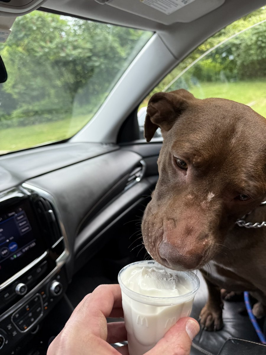 The McChip in full effect. That’s a good boy! <a href="/McDonalds/">McDonald's</a>