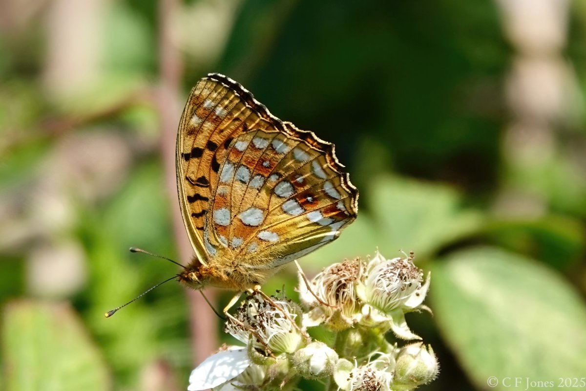 Craig Jones (@craig63jones) on Twitter photo High Brown Fritillary. Oldcastle Down, Vale of Glamorgan 30/6/25
<a href="/savebutterflies/">Butterfly Conservation 🦋</a> High Brown Fritillary. Oldcastle Down, Vale of Glamorgan 30/6/25
<a href="/savebutterflies/">Butterfly Conservation 🦋</a>