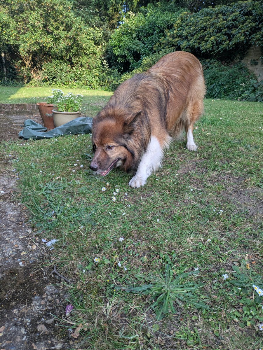 CamasTheCollie's tweet image. I can wait here for as long as it takes. Waiting for my ball to be kicked. Fiona is faffing with the washing. 🐾🐾⚽👀🙄
#BorderCollie
#GardenGames
#KickIt
#MondayMotivation