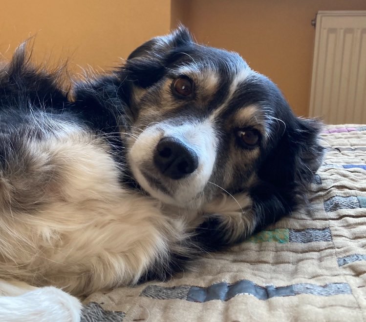 JohnssonKatie's tweet photo. Hi friends, Katie here💔 It's still hard being on X, I'm so bereft and don't know how to get through the days. But I'm deeply touched by all the love you've shown me and will now try to read all your comments without crying too much. Like Sugar always said: Lots of love ❤️🐾💔🌈 https://t.co/awKblOzsYn