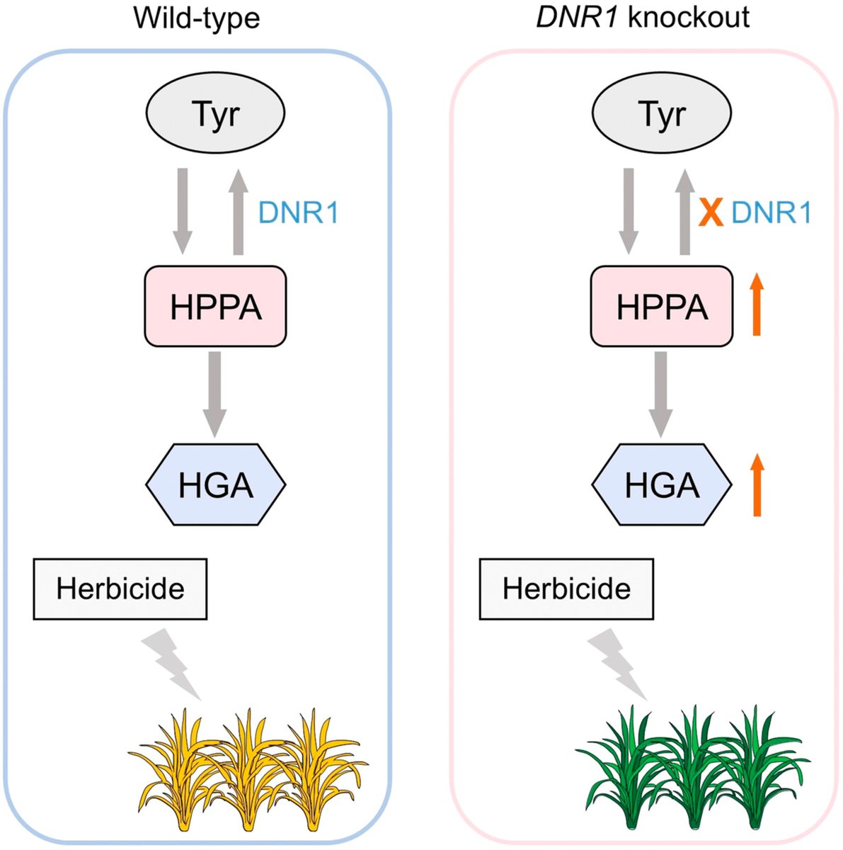 JIPBio's tweet image. How do you make a #herbicide that kills #weeds, but not #CropPlants?
Here, Li et al. report that OsDNR1 disruption #mutants enhance both herbicide resistance and NUE, contributing to #sustainable #rice production.
doi.org/10.1111/jipb.1… @wileyplantsci #PlantSci #JIPB