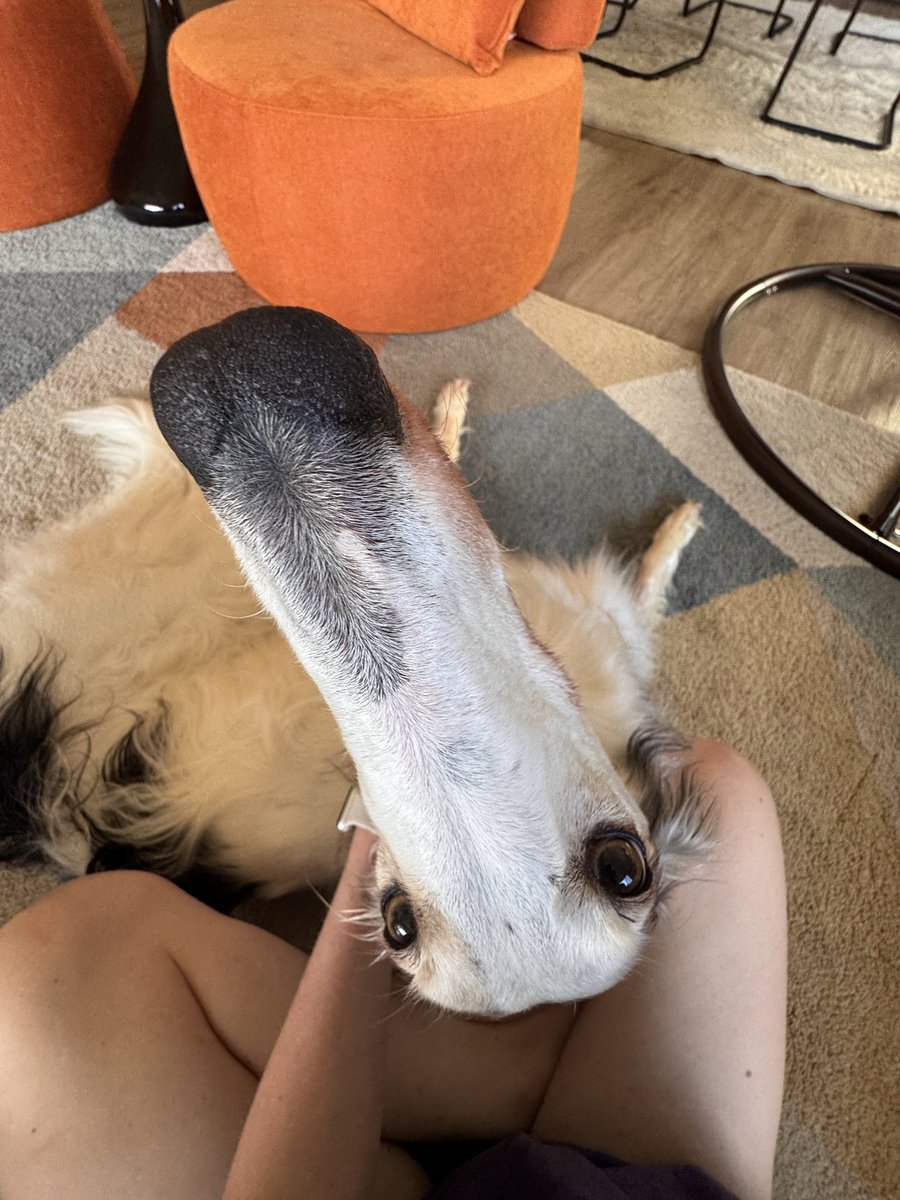 DrumsyOfficial's tweet image. Just adopted a dog. Meet Longsword.