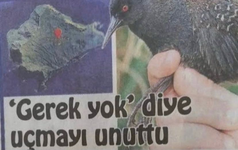Fitness işinden anlıyorum diye diye her şeyi unutup yardım alacak bir uygulama bulamayınca bizikko