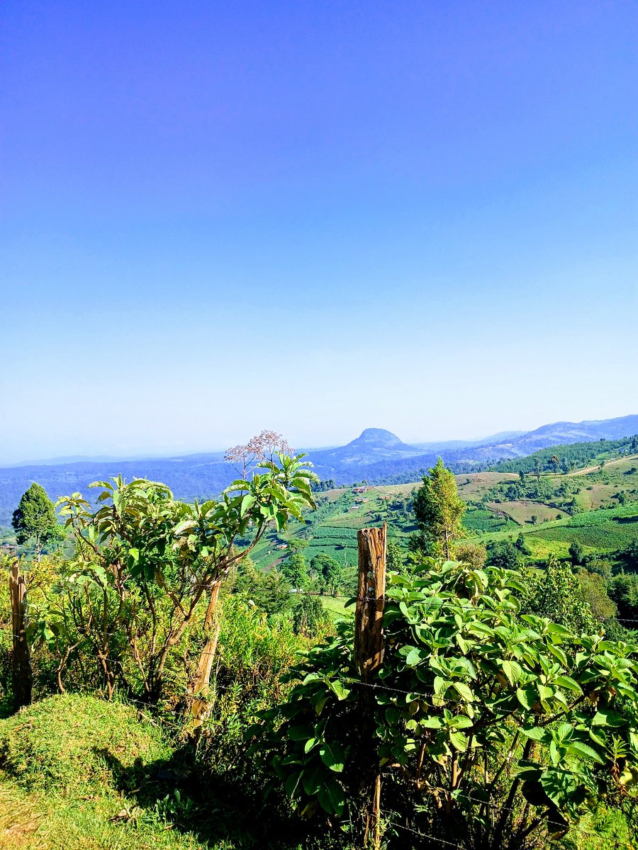 Protic25's tweet image. Hapo fibi.