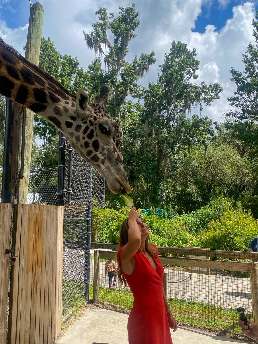 Wellons_PR's tweet photo. Last week was a busy one at the @centralflzoo! 🎥 @WPTV  stopped by to film their "Finding Florida" segment, and @accuweather  came out to share how animals (and YOU) can stay cool this summer. ☀️ We love sharing our clients' stories in new and creative ways! https://t.co/QloxjcL4Uk