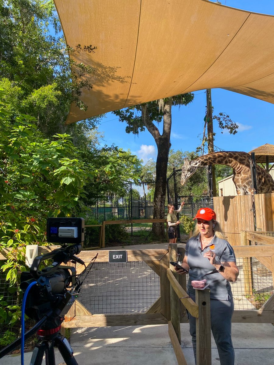 Wellons_PR's tweet photo. Last week was a busy one at the @centralflzoo! 🎥 @WPTV  stopped by to film their "Finding Florida" segment, and @accuweather  came out to share how animals (and YOU) can stay cool this summer. ☀️ We love sharing our clients' stories in new and creative ways! https://t.co/QloxjcL4Uk