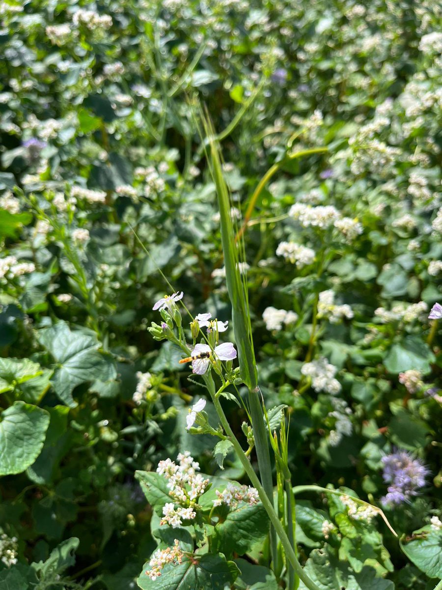Kingscrops's tweet image. A sneak peak of our @Groundswellaguk plots! 👀😁🌼🌾

It’s great to see some early visitors to the mixtures 🐝🦋🕷️🐞

You can learn more about what we’re sharing with visitors at the link below, or find us on stand D39 when you’re there!

frontierag.co.uk/news/frontier-…