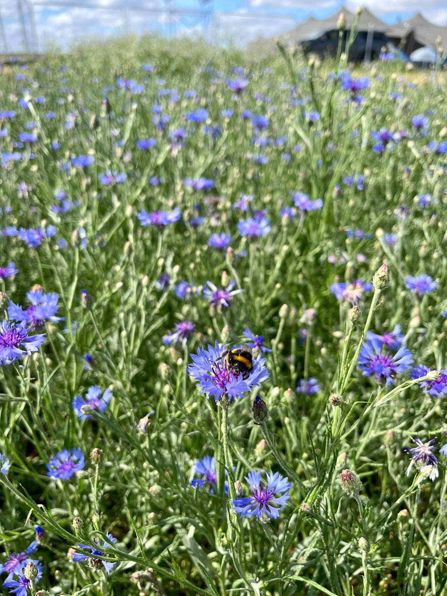Kingscrops's tweet image. A sneak peak of our @Groundswellaguk plots! 👀😁🌼🌾

It’s great to see some early visitors to the mixtures 🐝🦋🕷️🐞

You can learn more about what we’re sharing with visitors at the link below, or find us on stand D39 when you’re there!

frontierag.co.uk/news/frontier-…