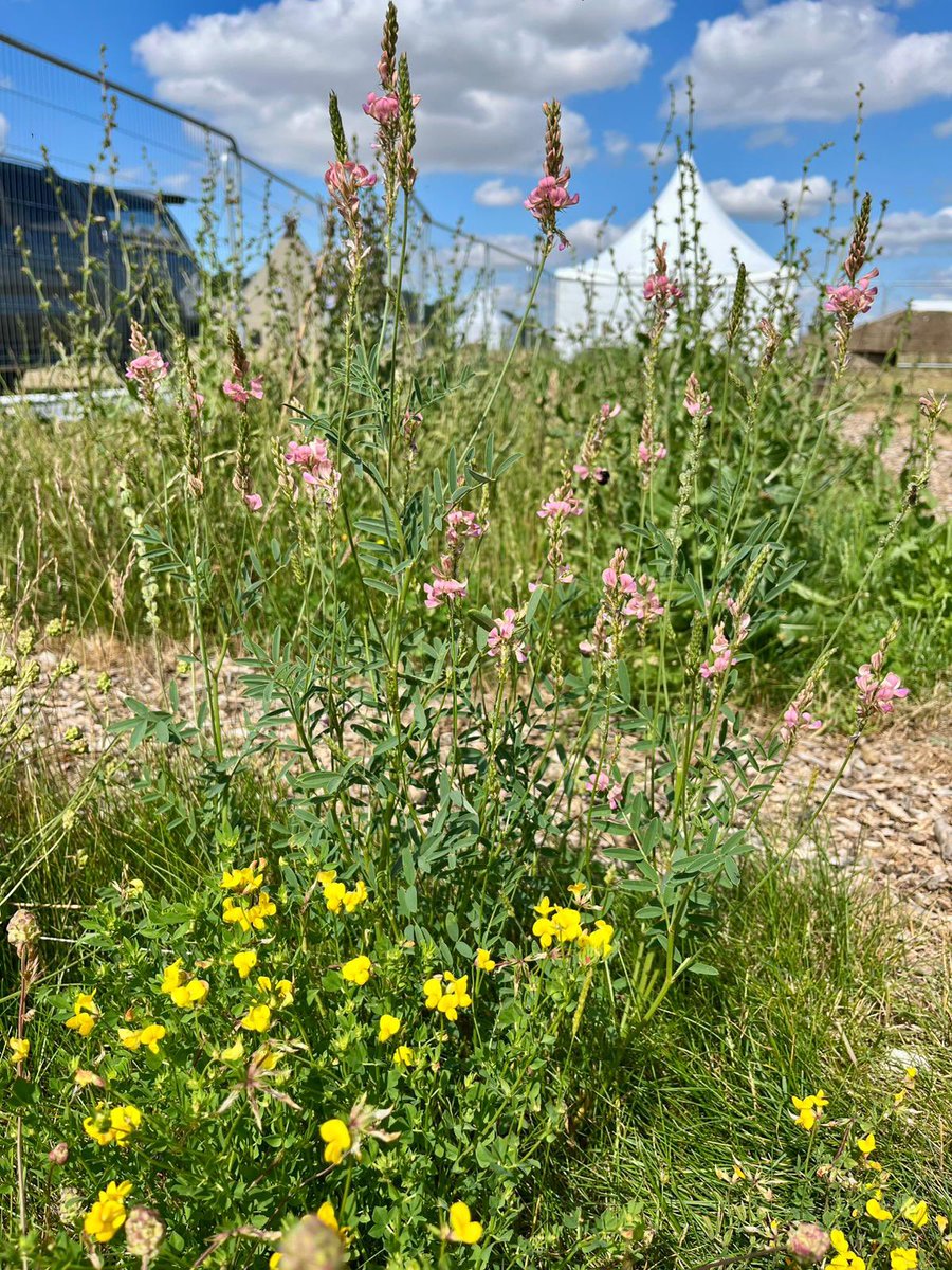 Kingscrops's tweet image. A sneak peak of our @Groundswellaguk plots! 👀😁🌼🌾

It’s great to see some early visitors to the mixtures 🐝🦋🕷️🐞

You can learn more about what we’re sharing with visitors at the link below, or find us on stand D39 when you’re there!

frontierag.co.uk/news/frontier-…