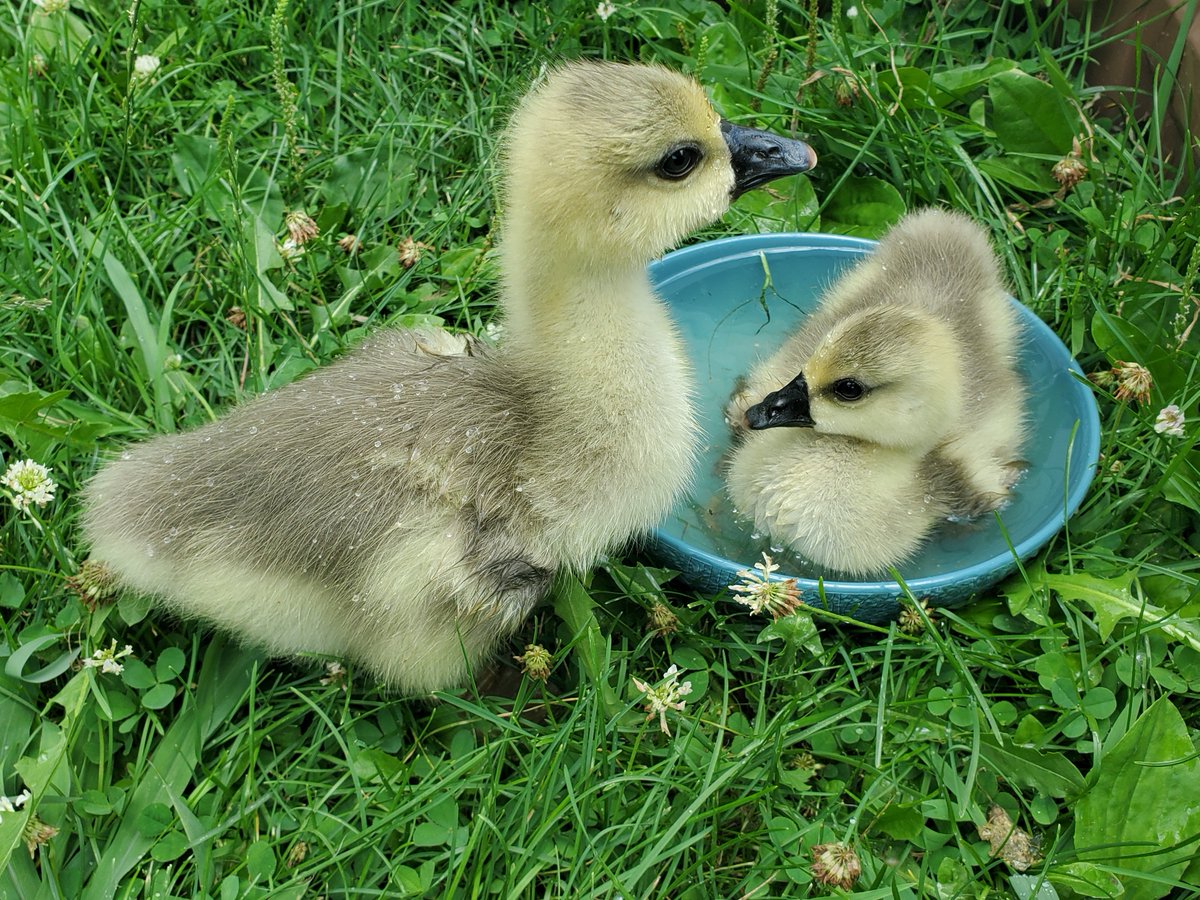 orbison_goy's tweet image. One of our geese hatched some new goslings...