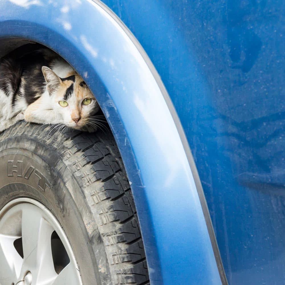 MarcoHuellasPy's tweet image. ATENCION❗❗
Antes de encender el motor,revisa que no haya un gato🐈 durmiendo alli.Con el frio⛄ los gatos🐈  buscan refugio para calentarse.

Si tenes auto🚗 acostumbrate a chequear antes de encenderlo.❗❗SALVA UNA VIDA🐱🐱❗❗