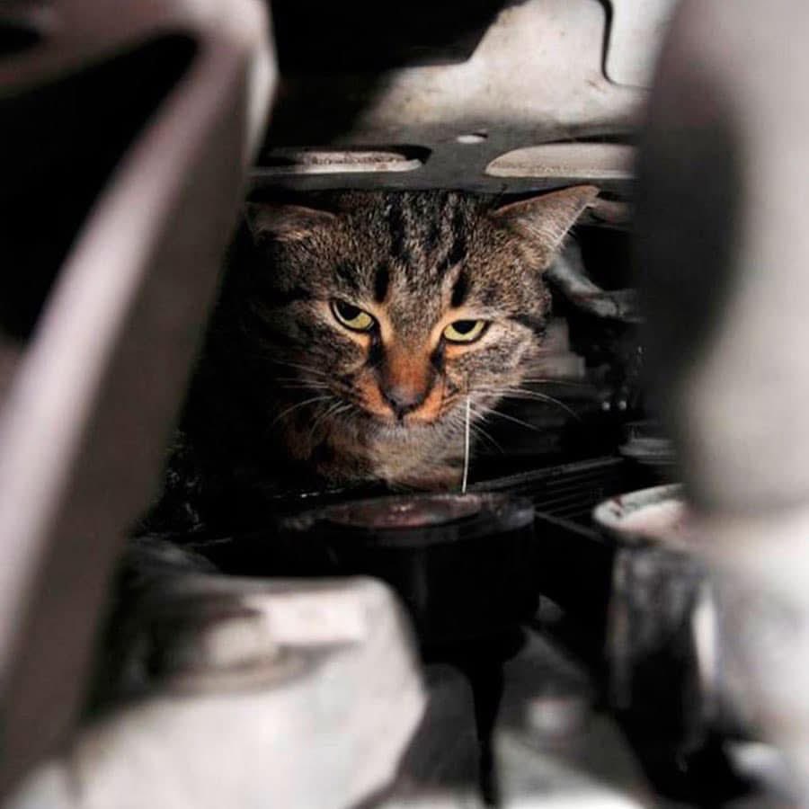 MarcoHuellasPy's tweet image. ATENCION❗❗
Antes de encender el motor,revisa que no haya un gato🐈 durmiendo alli.Con el frio⛄ los gatos🐈  buscan refugio para calentarse.

Si tenes auto🚗 acostumbrate a chequear antes de encenderlo.❗❗SALVA UNA VIDA🐱🐱❗❗