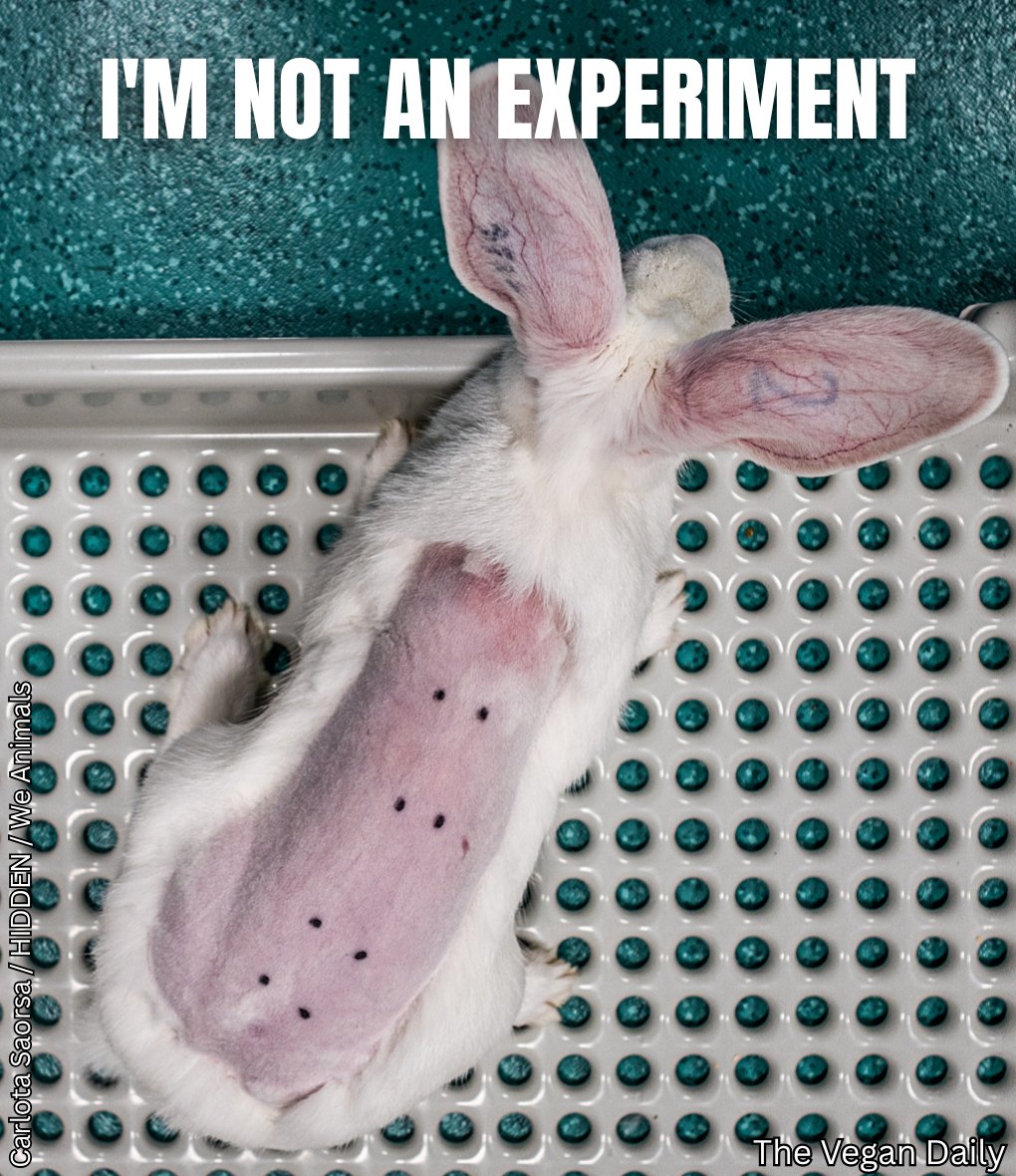 The_Vegan_Daily's tweet image. Animals are NOT experiments. ❌

RT if you agree. #EndAnimalTesting